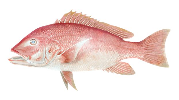 Characteristics Of Red Snapper